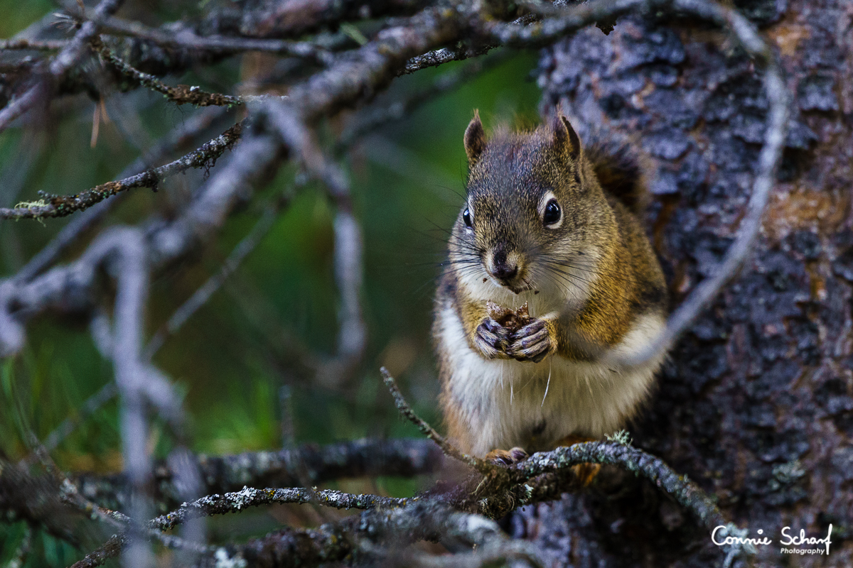 Animal Count Canada 2016